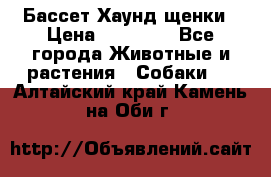 Бассет Хаунд щенки › Цена ­ 20 000 - Все города Животные и растения » Собаки   . Алтайский край,Камень-на-Оби г.